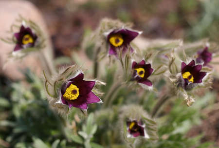 wild crocus flowersの写真素材