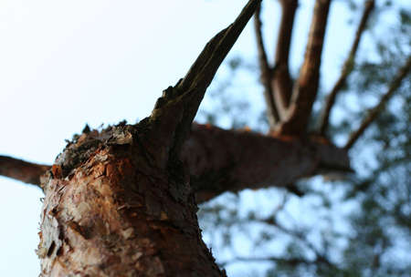 strange looking pine treeの写真素材