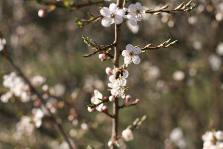 bee on a blossomの写真素材