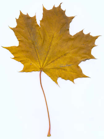 maple leaf (front)の写真素材