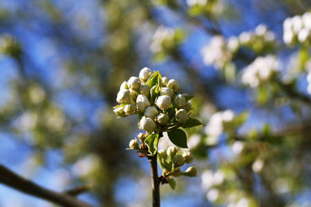bunch of pear flowersの写真素材