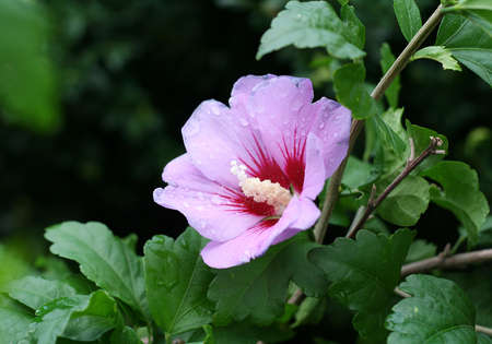 Single hibiscus flower with raindrops.の写真素材