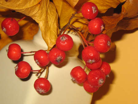 Dry bouquet with rowan fruitsの写真素材