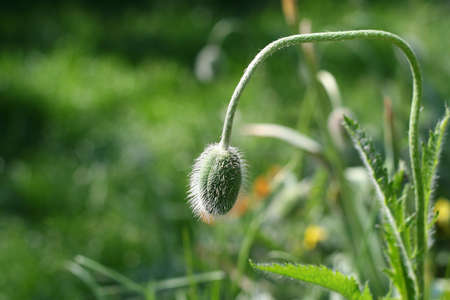 Single poppy bud in a gardenの写真素材