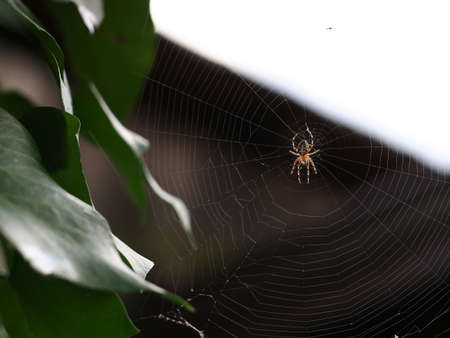 Cross spider on its web in a garden. (1 of 2)の写真素材