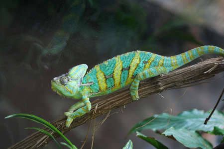Green and yellow chameleon on a branch in a zooの写真素材