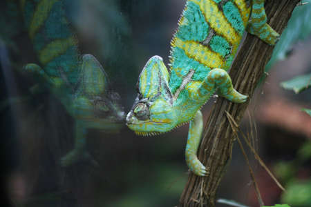 Green and yellow chameleon on a branch in a zooの写真素材