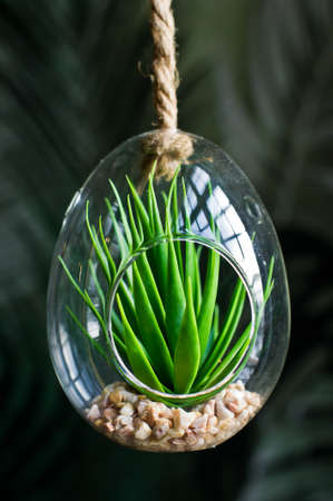 Cactus in a glass pot, home plant succulent. Side view