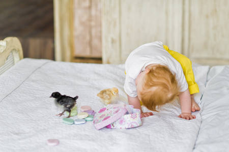 Red haired babe plays with live Chicksの写真素材