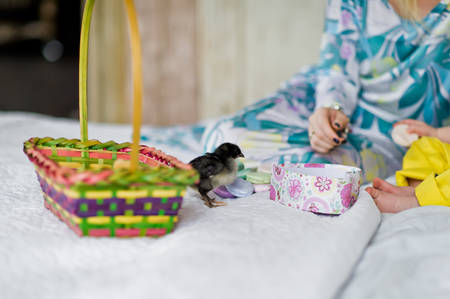 Black chicken on the bed. Easter