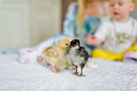 Black and red Chicks on the bed. Easterの写真素材