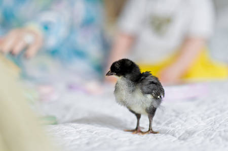 Chicken stands on the bed on the background of mom and baby, selective focus on the animal