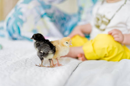 Mother and child petting domestic chickens. Selective focus on animals.の写真素材