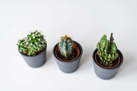 Three kinds of green cacti on a gray background. Domestic plant succulent.の写真素材
