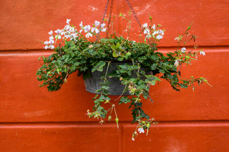 flower pot with flowers on red wall background.の写真素材