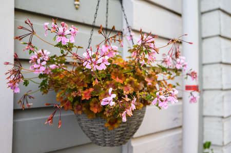 Flower pot with pink flowers on the background of the wall of the houseの写真素材