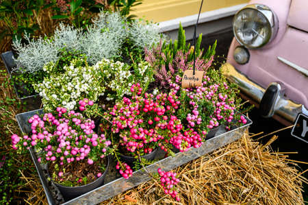 Flower shop, a colorful display of flowers.の写真素材