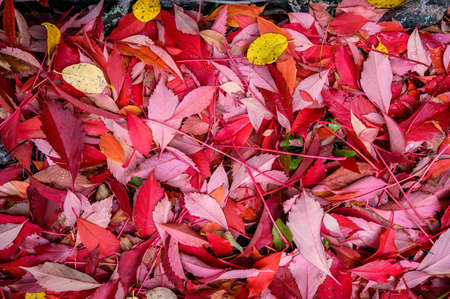 Colorful backround image of fallen autumn red leaves.の写真素材