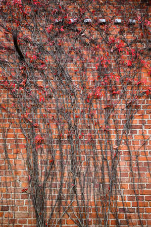Brick red wall of a house with autumn red leaves.の写真素材