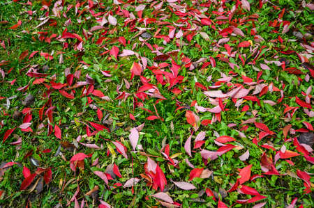 Colorful backround image of fallen autumn red leaves.の写真素材