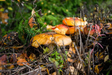 red agaric fly mushrooms on a tree in the forest. Toadstools in the grass.の写真素材