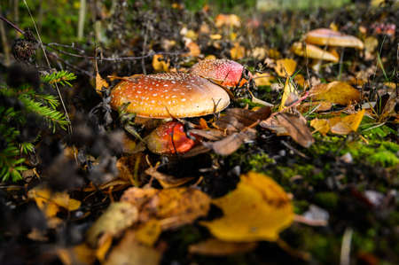 red agaric fly mushrooms on a tree in the forest. Toadstools in the grass.の写真素材