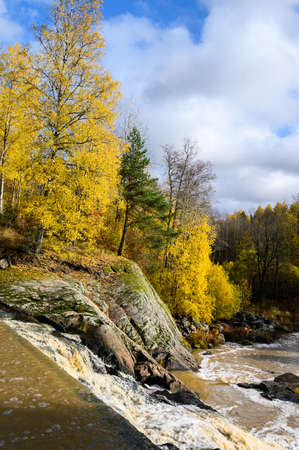 River in the forest with rapids. Autumn. Suburb Of Helsinki, Finland.の写真素材