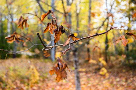 Colorful backround image of fallen autumn red leaves.
