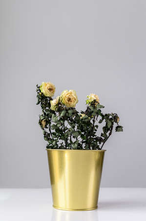 The concept of lack of time, home gardening. A dried rose in a gold pot on a gray background.の写真素材