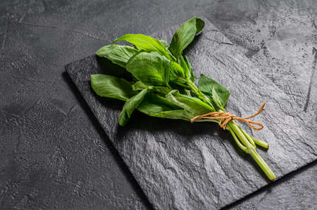 A sprig of Basil on a black background. Space for text. Seasoning for vegetablesの写真素材