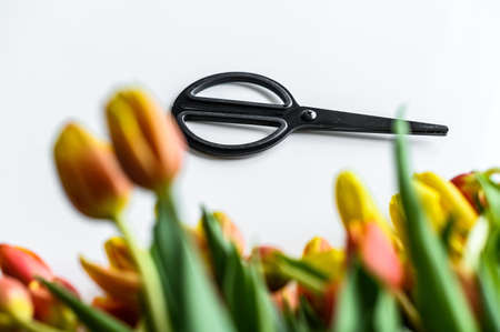 A beautiful bouquet of yellow, orange and red Tulips, the concept of flower care. White background....