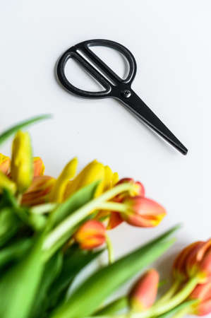 A beautiful bouquet of yellow, orange and red Tulips, the concept of flower care. White background. Top view. Copy space.の写真素材