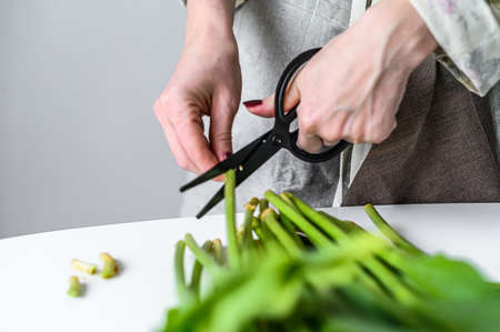 Young woman florist working with fresh flowers tulips, making bouquet. White background.の写真素材