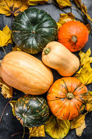 Diverse assortment of pumpkins on a table. Black background. Top view.の写真素材
