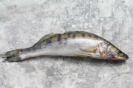 Raw zander, walleye fish. Gray background. Top view.の写真素材