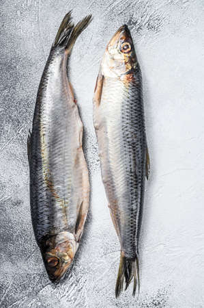 Whole salted Dutch herring. Gray background. Top viewの写真素材