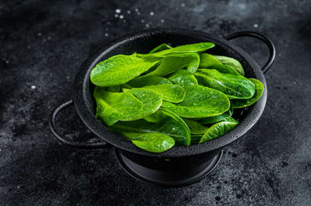 Raw leaves of romaine lettuce in colander. Black background. Top viewの写真素材
