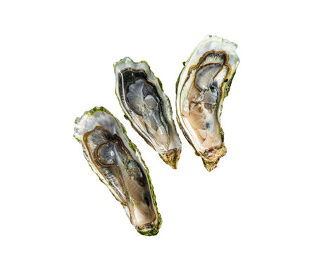 Seafood Brassiere, open Oysters with lemon. Isolated on white background..