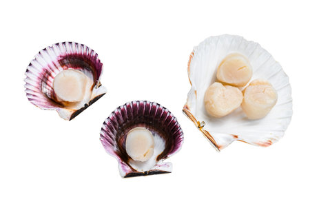 Raw seafood scallops meat on a shells. isolated on white backgroundの写真素材