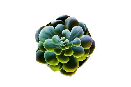 Domestic plant - green succulent. isolated on white background.の写真素材