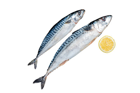 Fresh Raw mackerel scomber fish ready for grilling. Isolated, white backgroundの写真素材