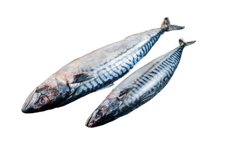 Fresh Raw mackerel scomber fish ready for grilling. Isolated, white backgroundの写真素材