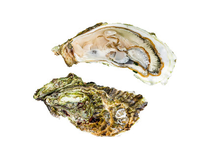 Fresh oysters with lemon on ice. Isolated, white background