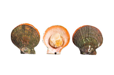 Raw Queen Scallops Isolated on white background, top viewの写真素材