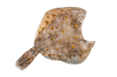 Raw whole flounder flatfish fish Isolated on white background, top view