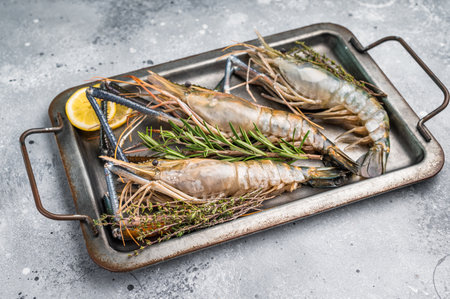 Freshly caught raw rosenbergii prawn displayed elegantly, highlighting their natural beauty and premium quality. grey background. top view.の写真素材