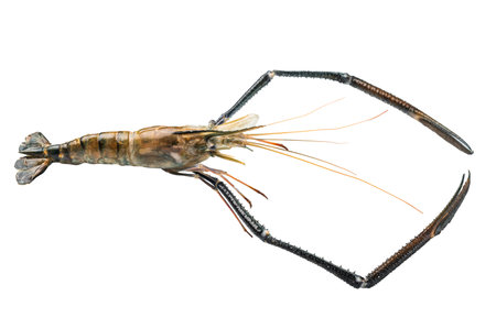 Fresh raw rosenbergii shrimp prawn, perfect for gourmet dishes and seafood lovers seeking premium...