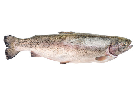 Whole fresh trout fish isolated on white background raw seafood ingredient for cooking clean minimal...