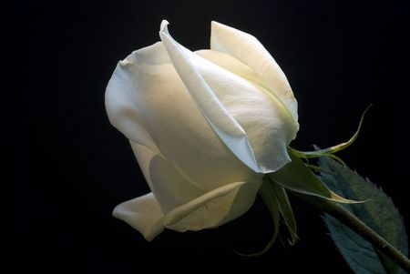 beautiful White rose for a black backgroundの写真素材