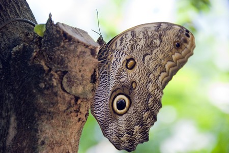 butterflyの写真素材